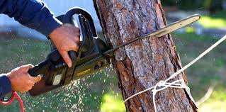 Reliable Golden Gate, FL Tree Care Services Solutions