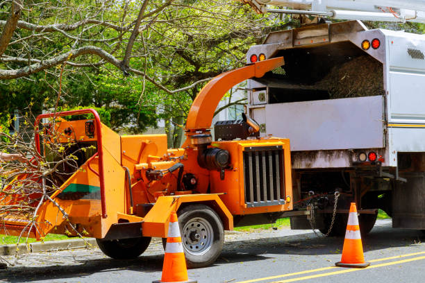 Tree and Shrub Care in Golden Gate, FL