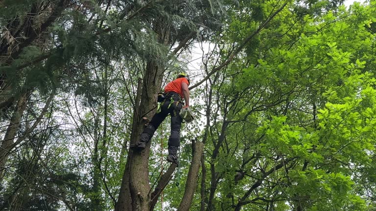 Best Weed Control  in Golden Gate, FL