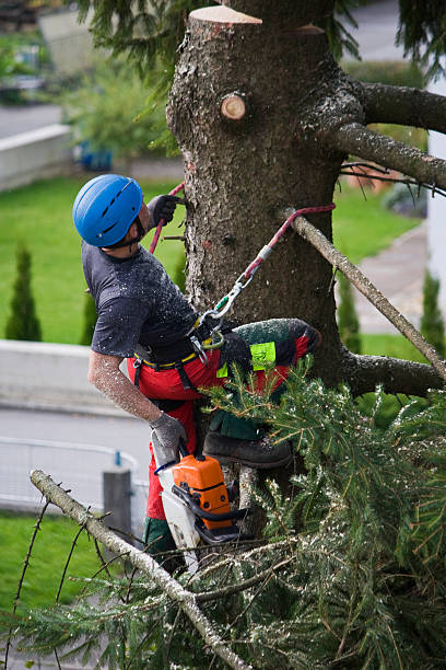 Best Tree Trimming and Pruning  in Golden Gate, FL